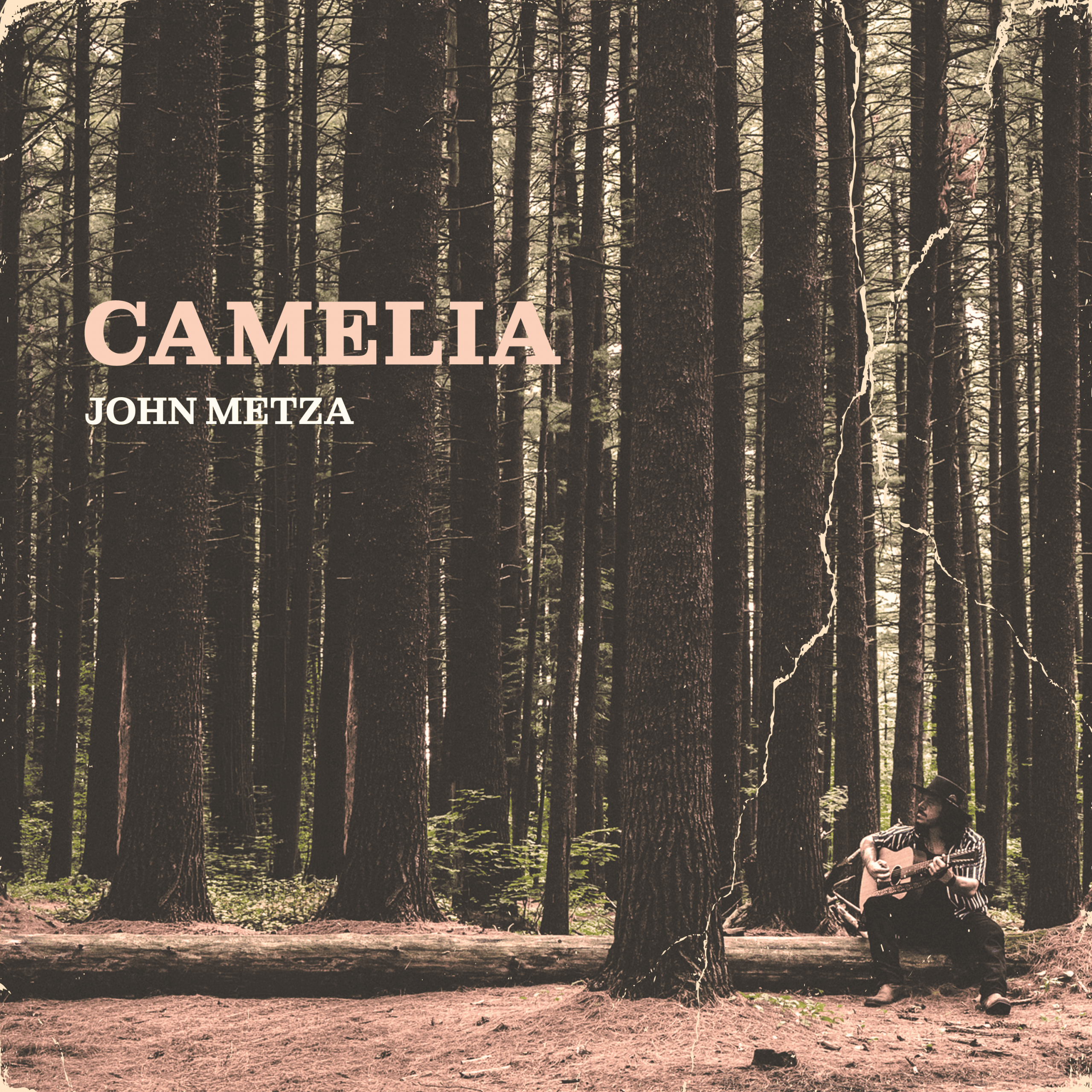 John Metza - Camelia